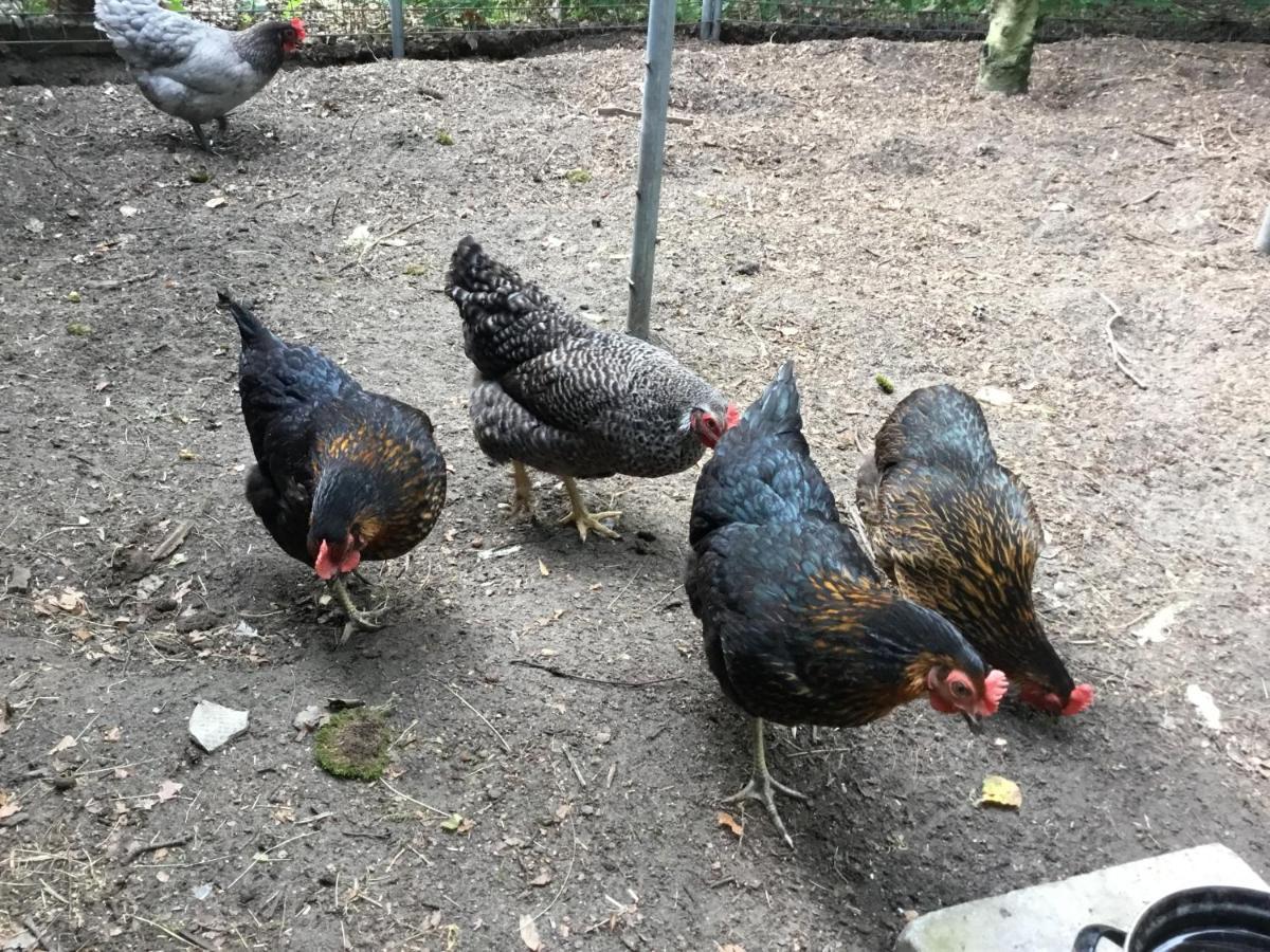 B&B Op 'T Eikenschoor Soerendonk Luaran gambar